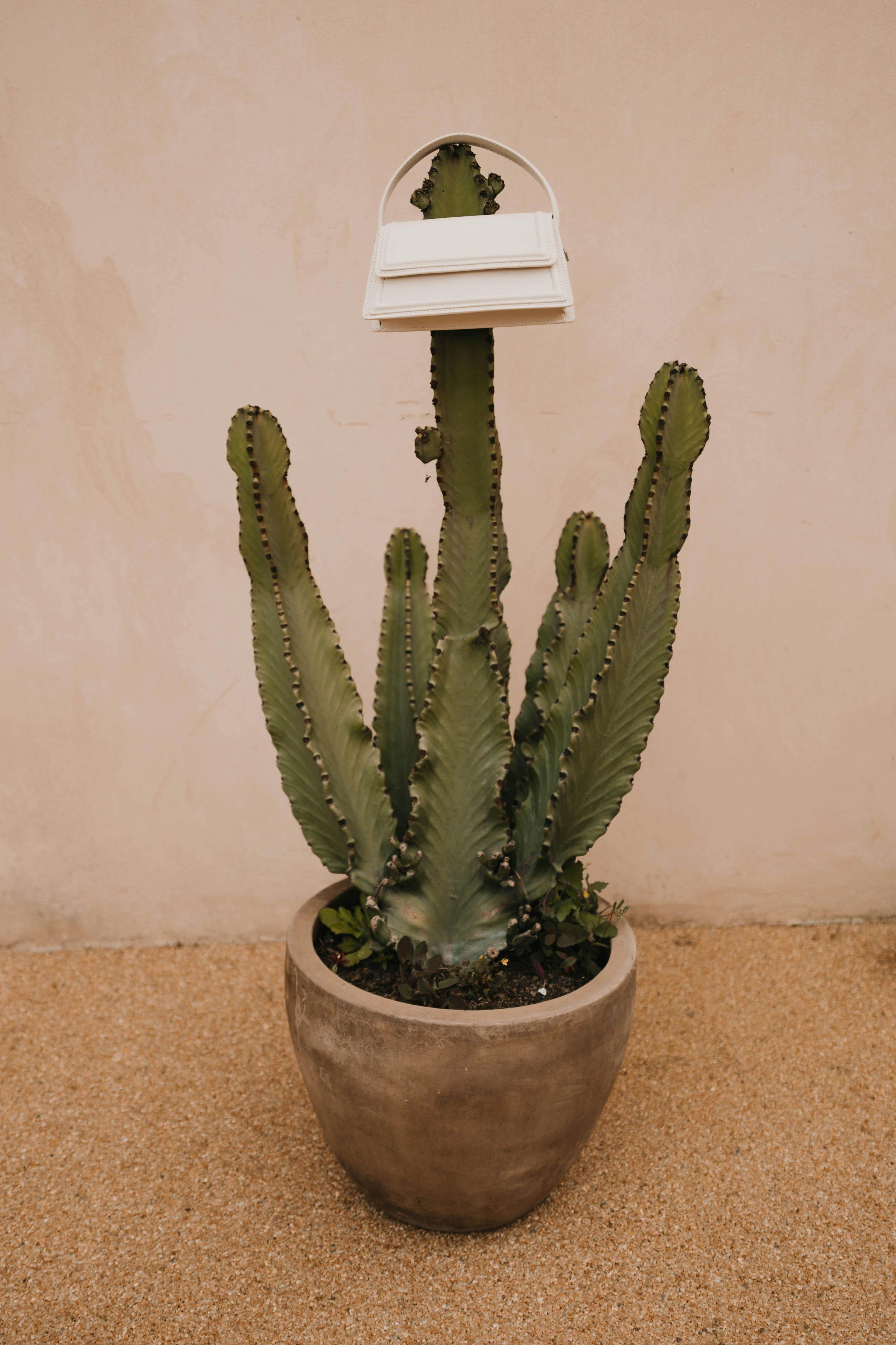 cactus with a bag